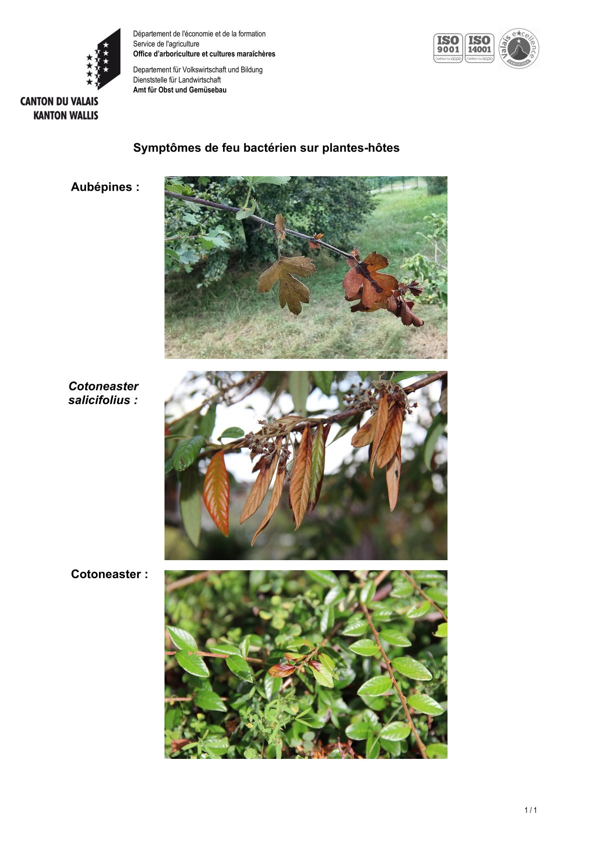 Aidez-nous à protéger le Valais du feu bactérien (Erwinia amylovora).