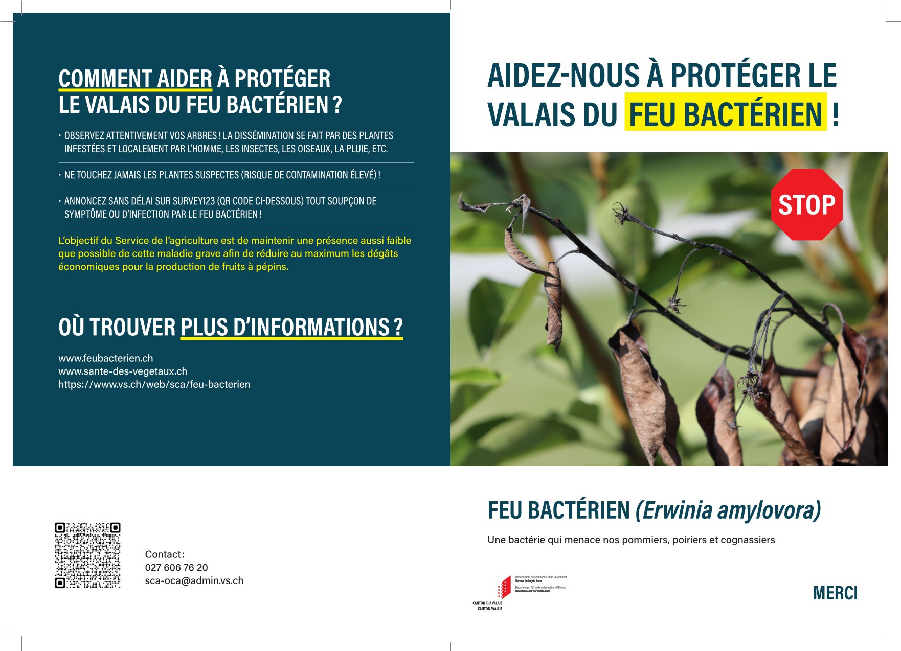 Aidez-nous à protéger le Valais du feu bactérien (Erwinia amylovora).
