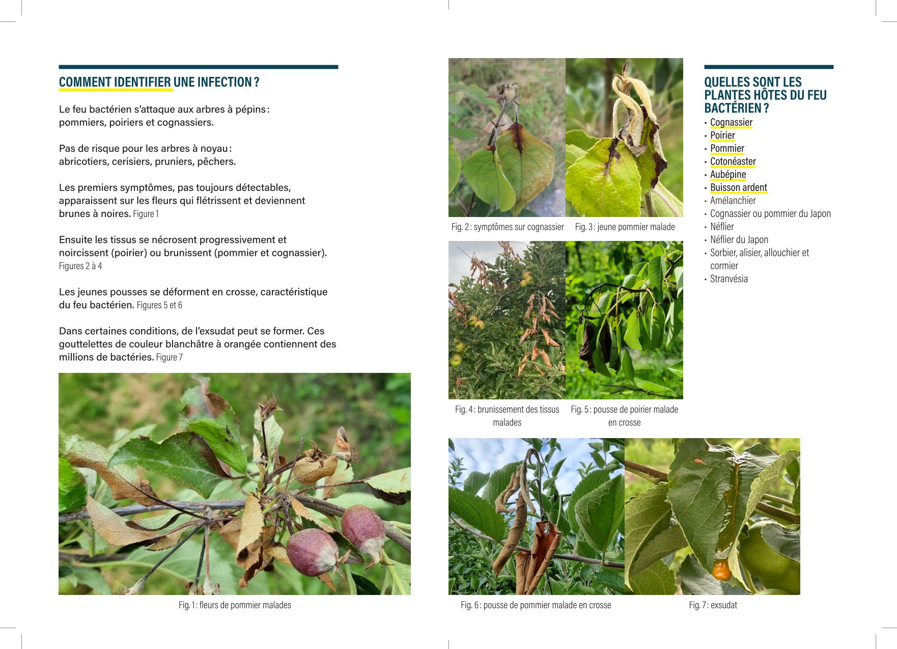 Aidez-nous à protéger le Valais du feu bactérien (Erwinia amylovora).