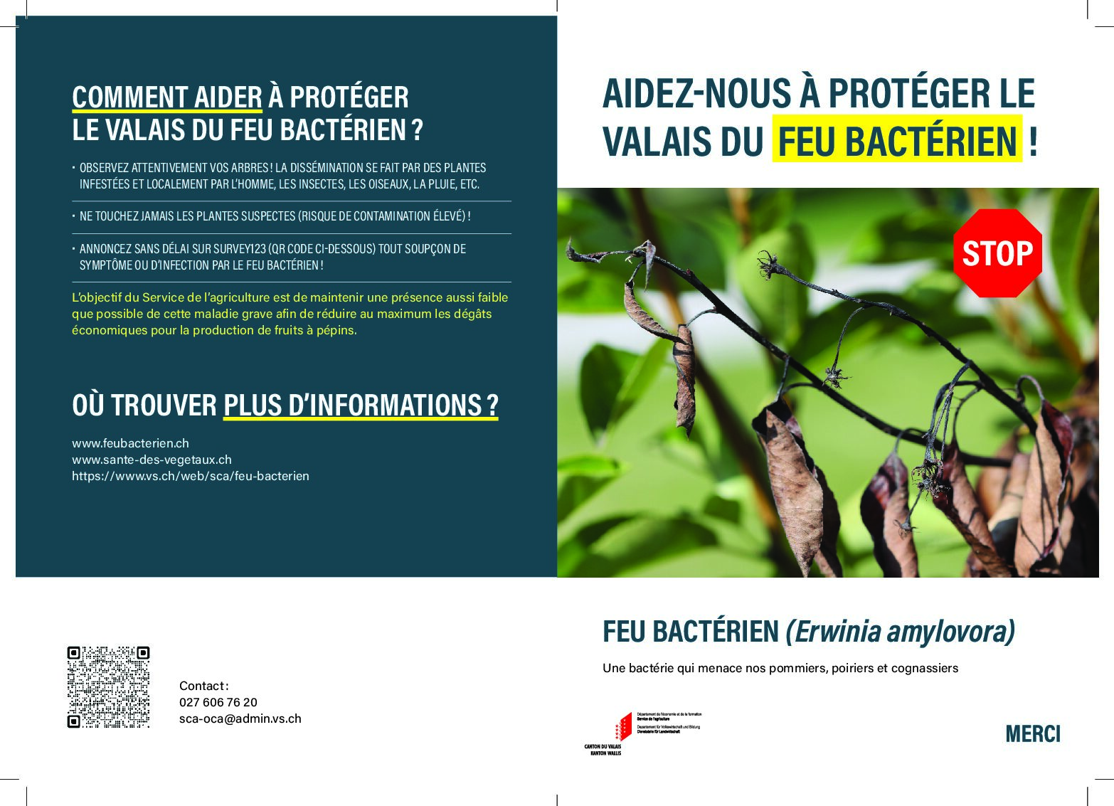 Aidez-nous à protéger le Valais du feu bactérien (Erwinia amylovora).