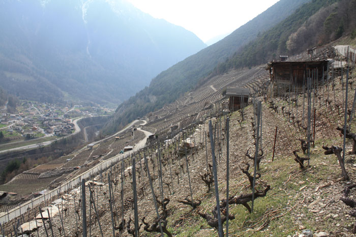 Le vignoble