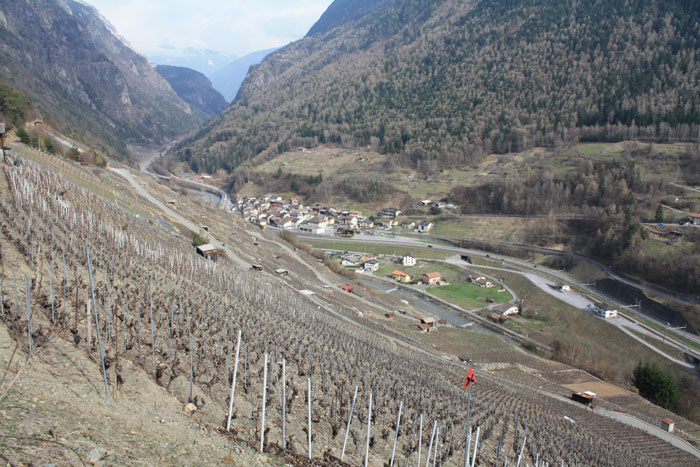 Le vignoble